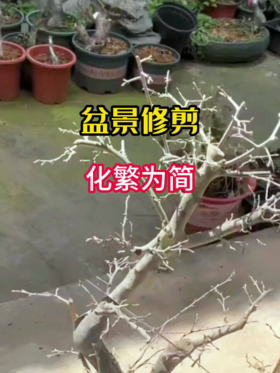 盆景修剪之化繁为简技术分享你学会了吗