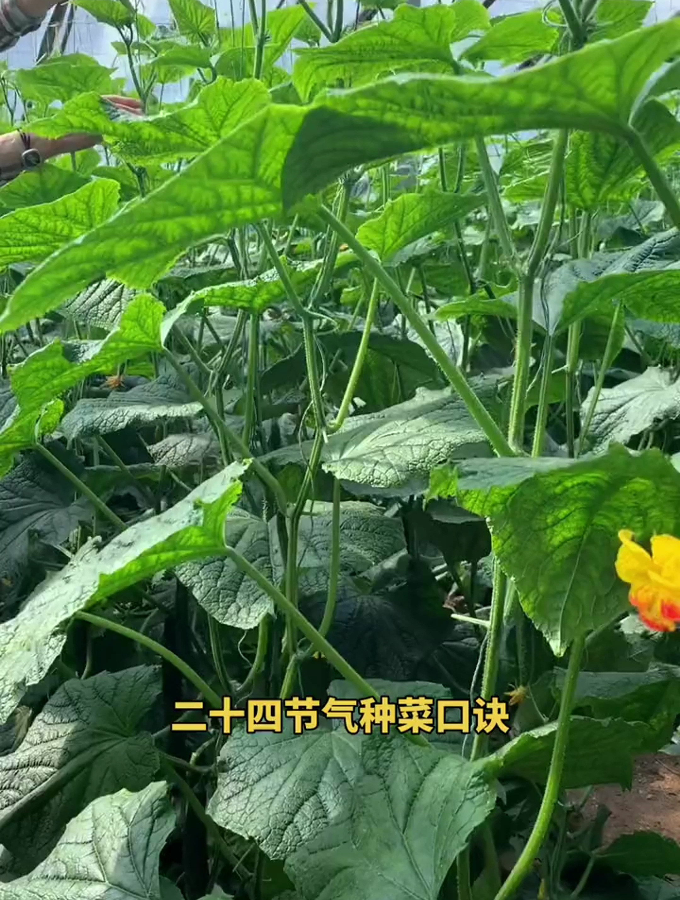 24節氣種菜口訣,清明前後種瓜點豆