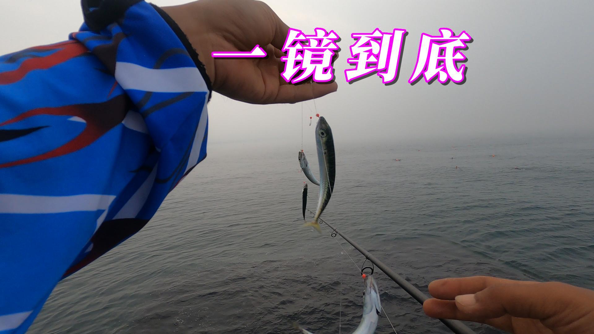 来个一镜到底上花鲅鱼