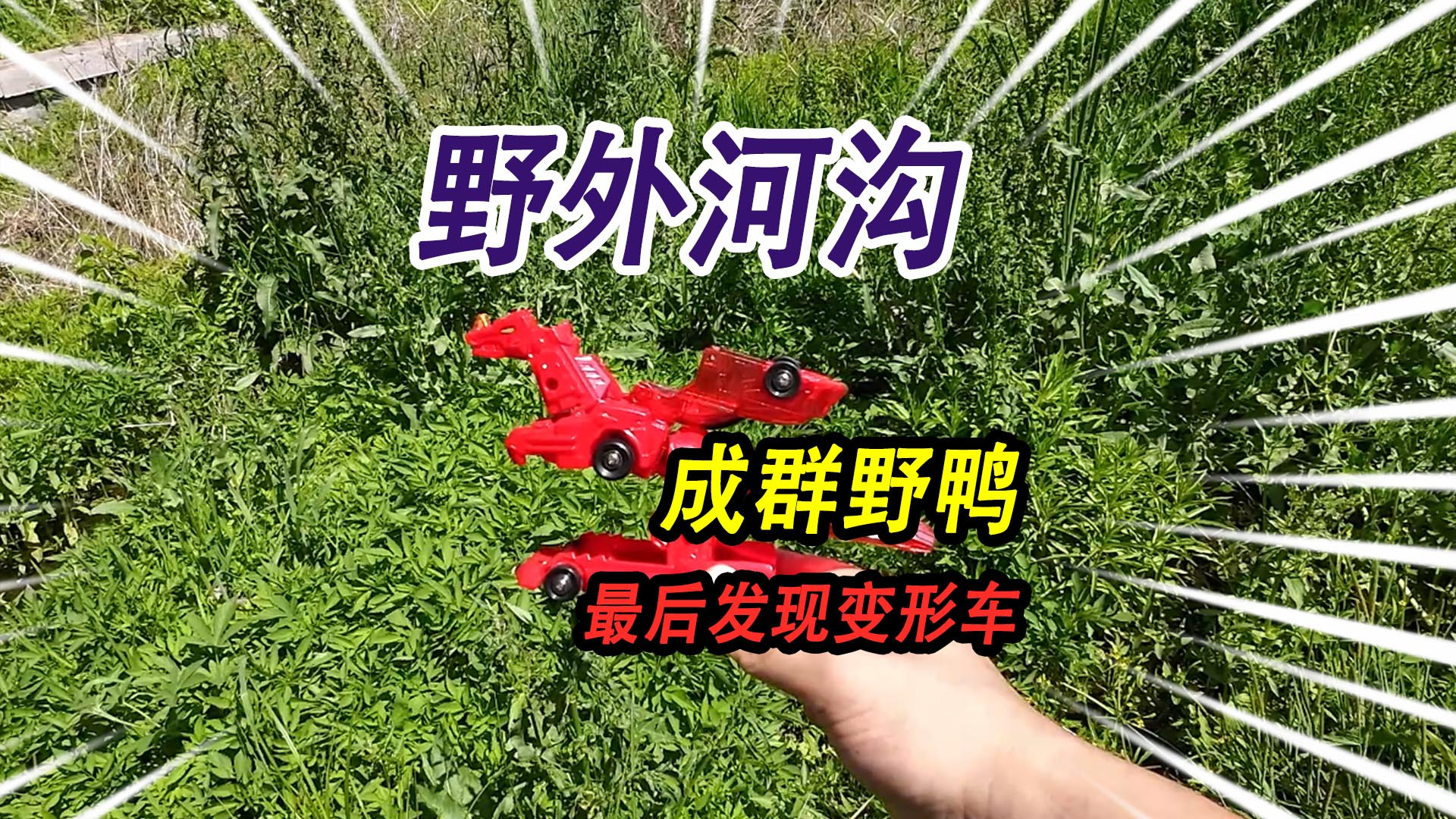 野外河沟里发现成群野鸭子，抓一只铁锅炖大鸭，却意外捡到变形车