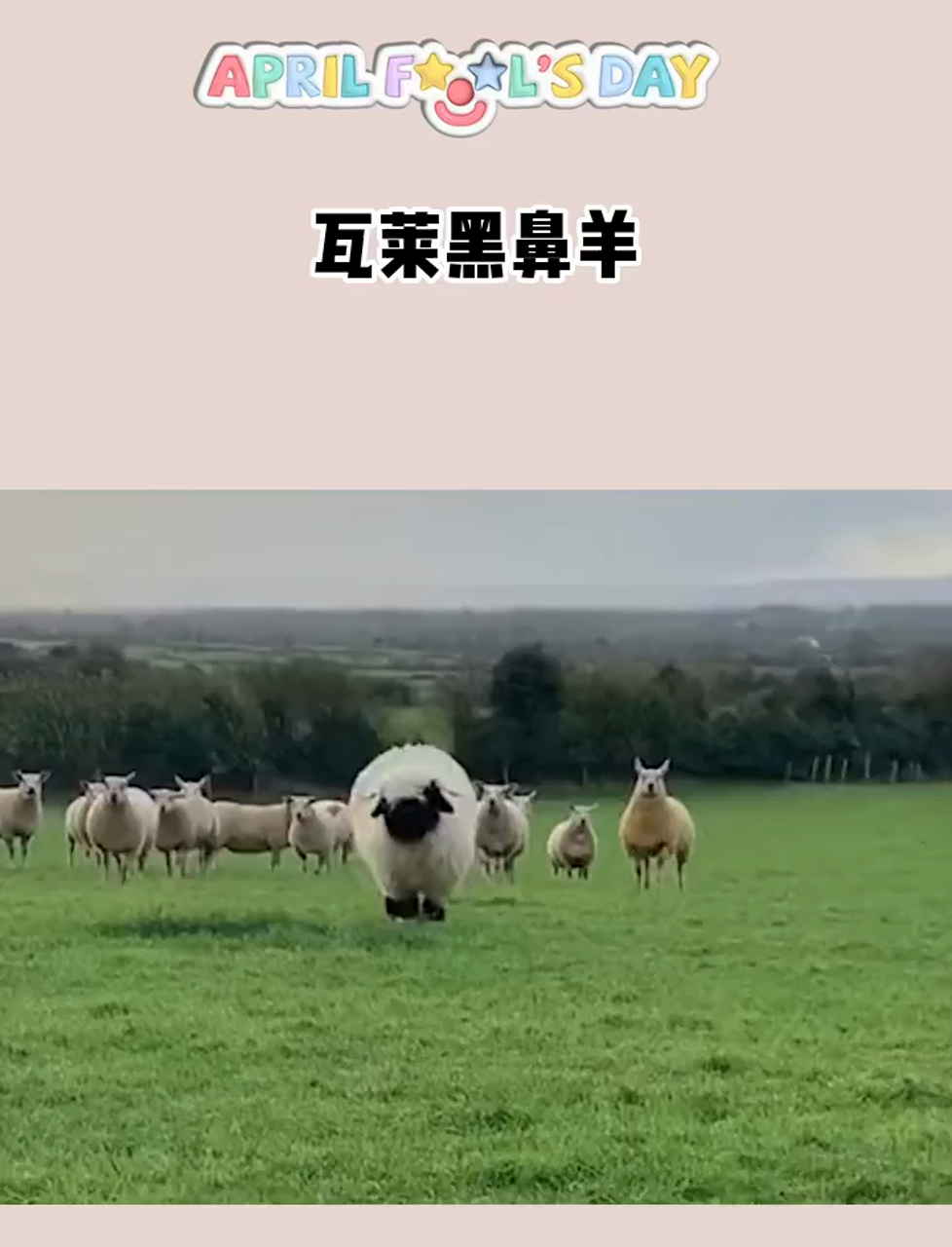 最不要脸的羊,瓦莱黑鼻羊!羊了个羊就是它