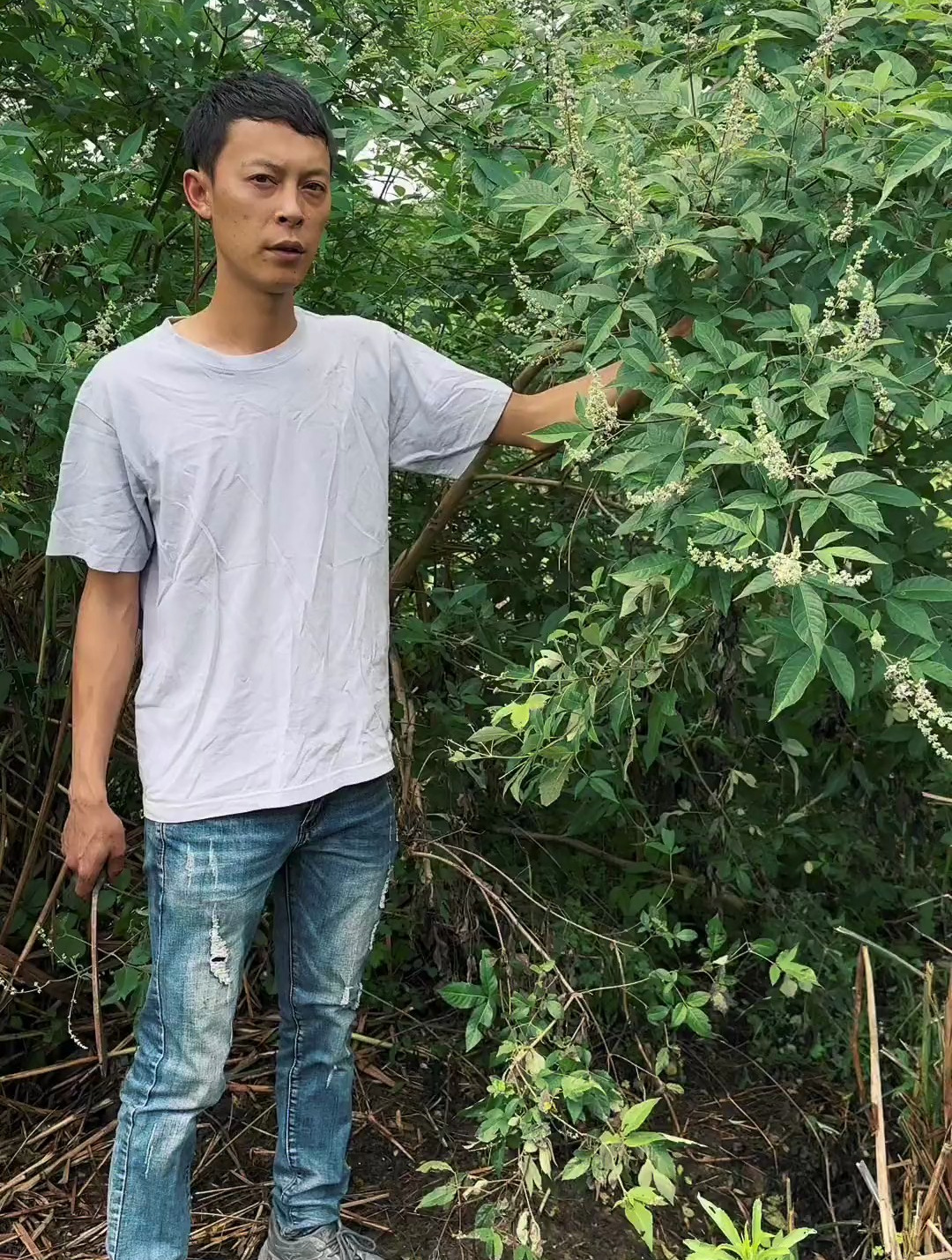 农村里坐月子煮水洗澡用的布惊子,学名黄荆