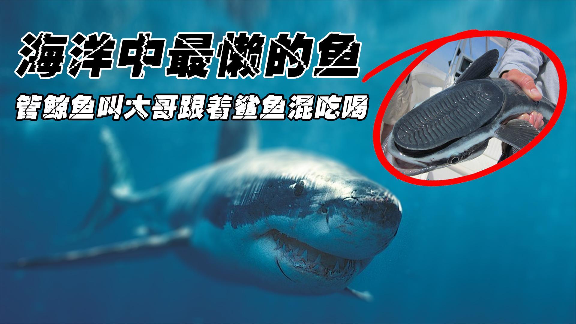 号称海洋中最懒的鱼类,跟着鲨鱼混吃混喝!