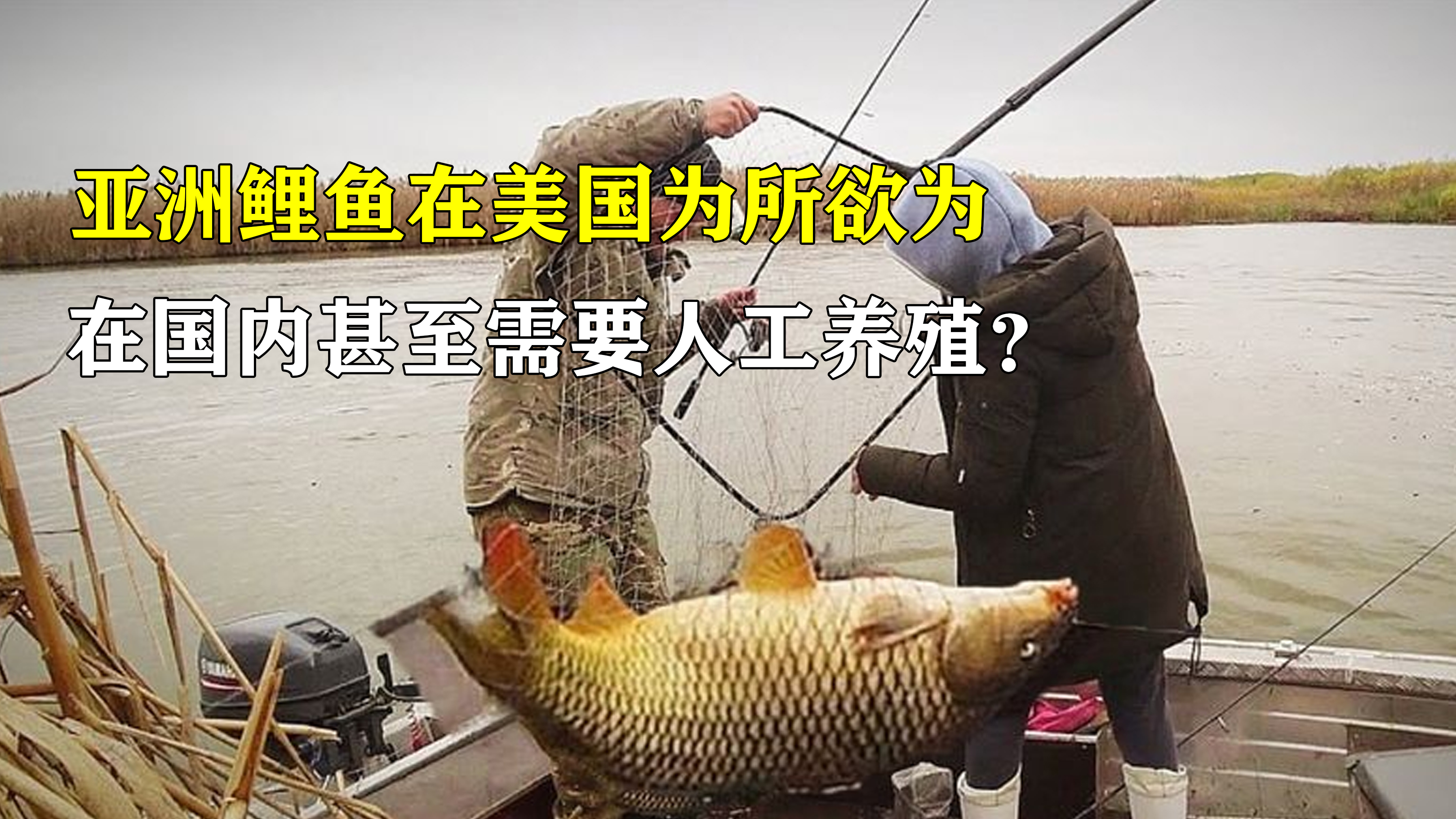 亚洲鲤鱼在美国泛滥,在国内却很难长大,甚至需要人工养殖