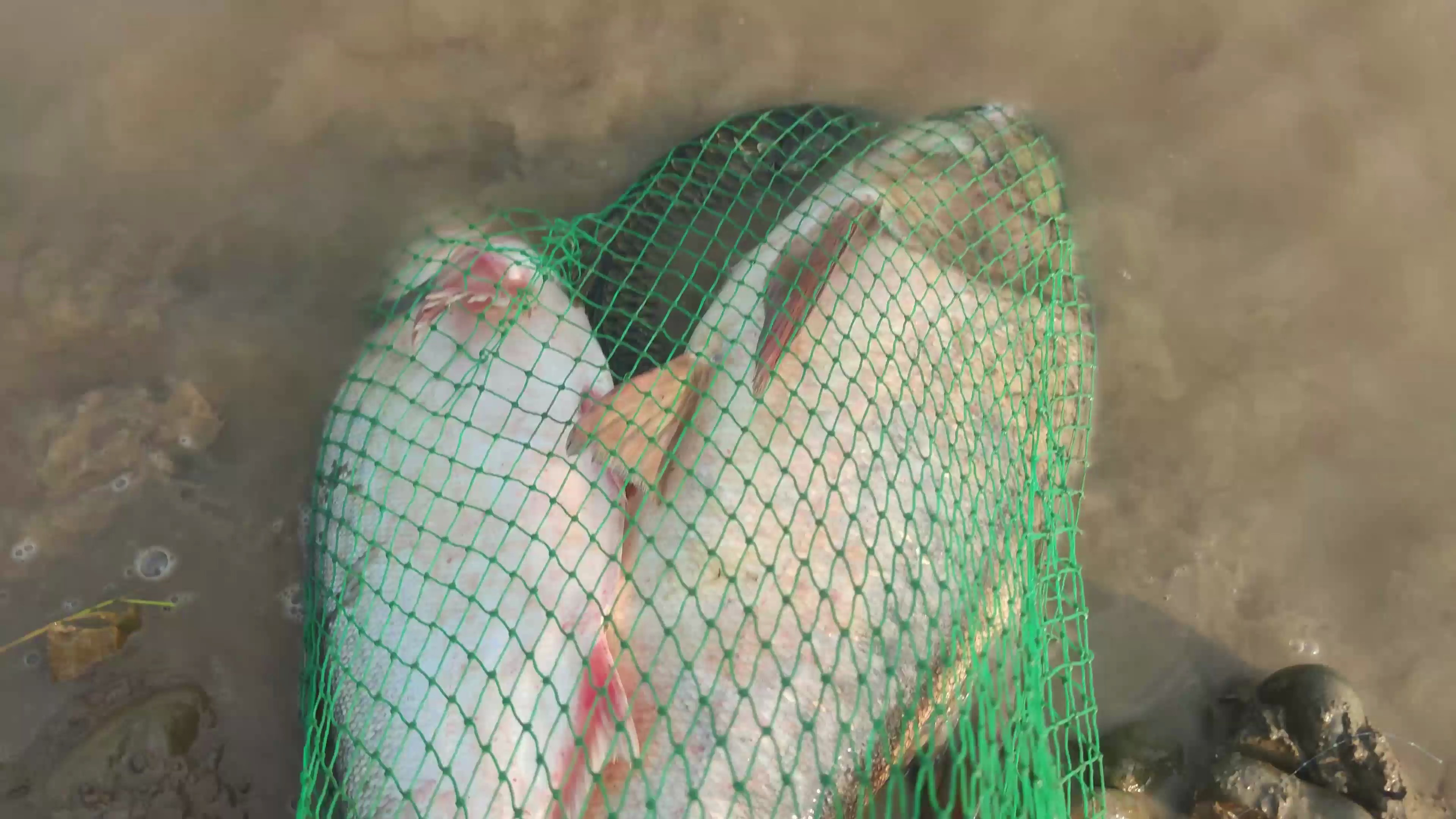 圆梦大鳙鱼,一次搞两条,离吹过的牛还差一点点!(攻略分享)