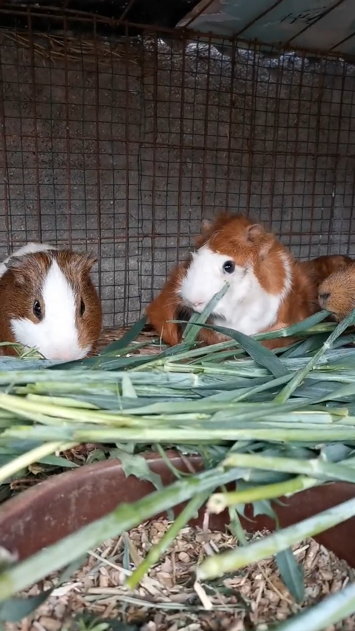 荷兰猪吃东西的样子超治愈.可爱