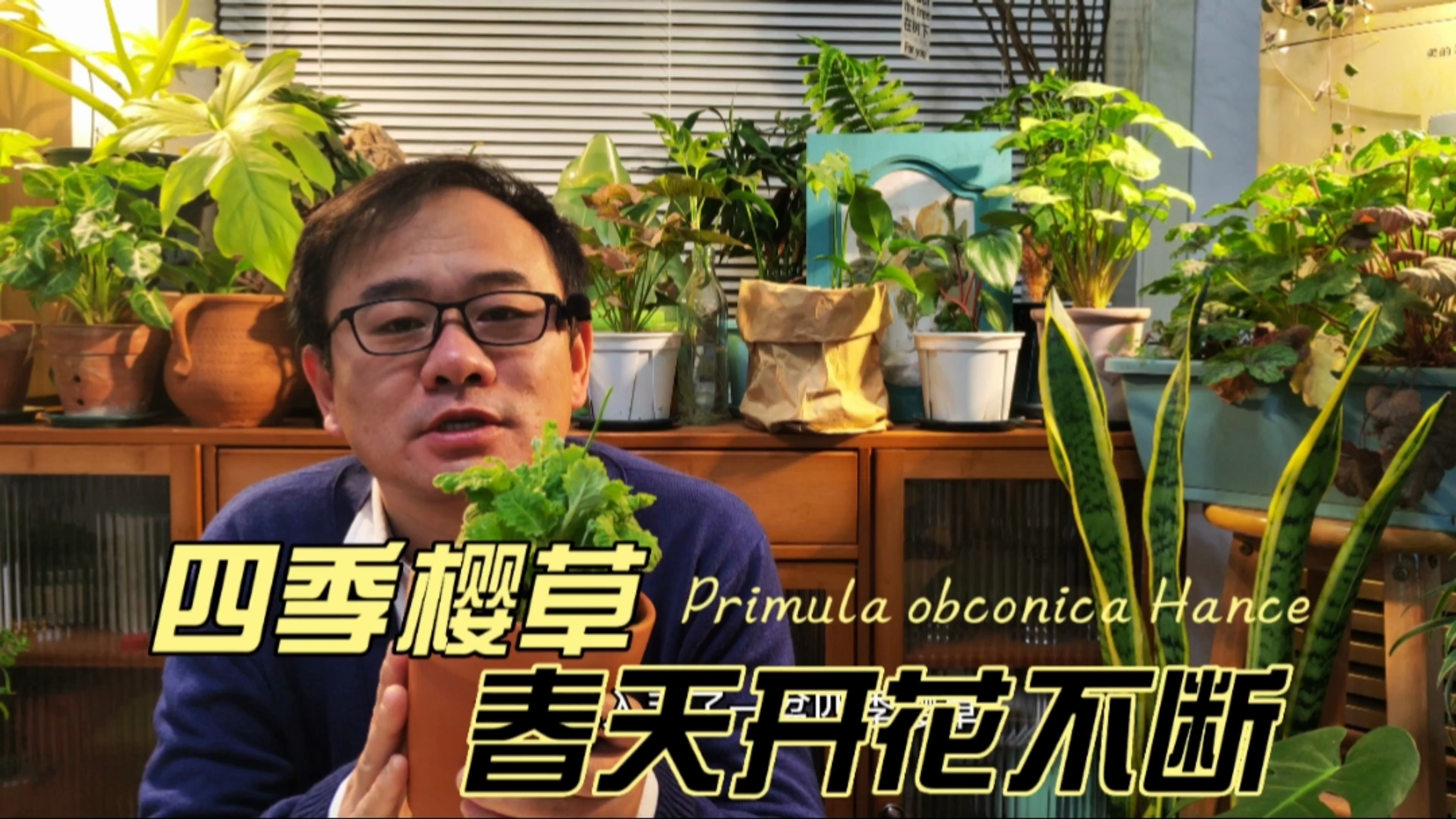 四季樱草,学名鄂报春,大寒之前养一盆,春天开花不断