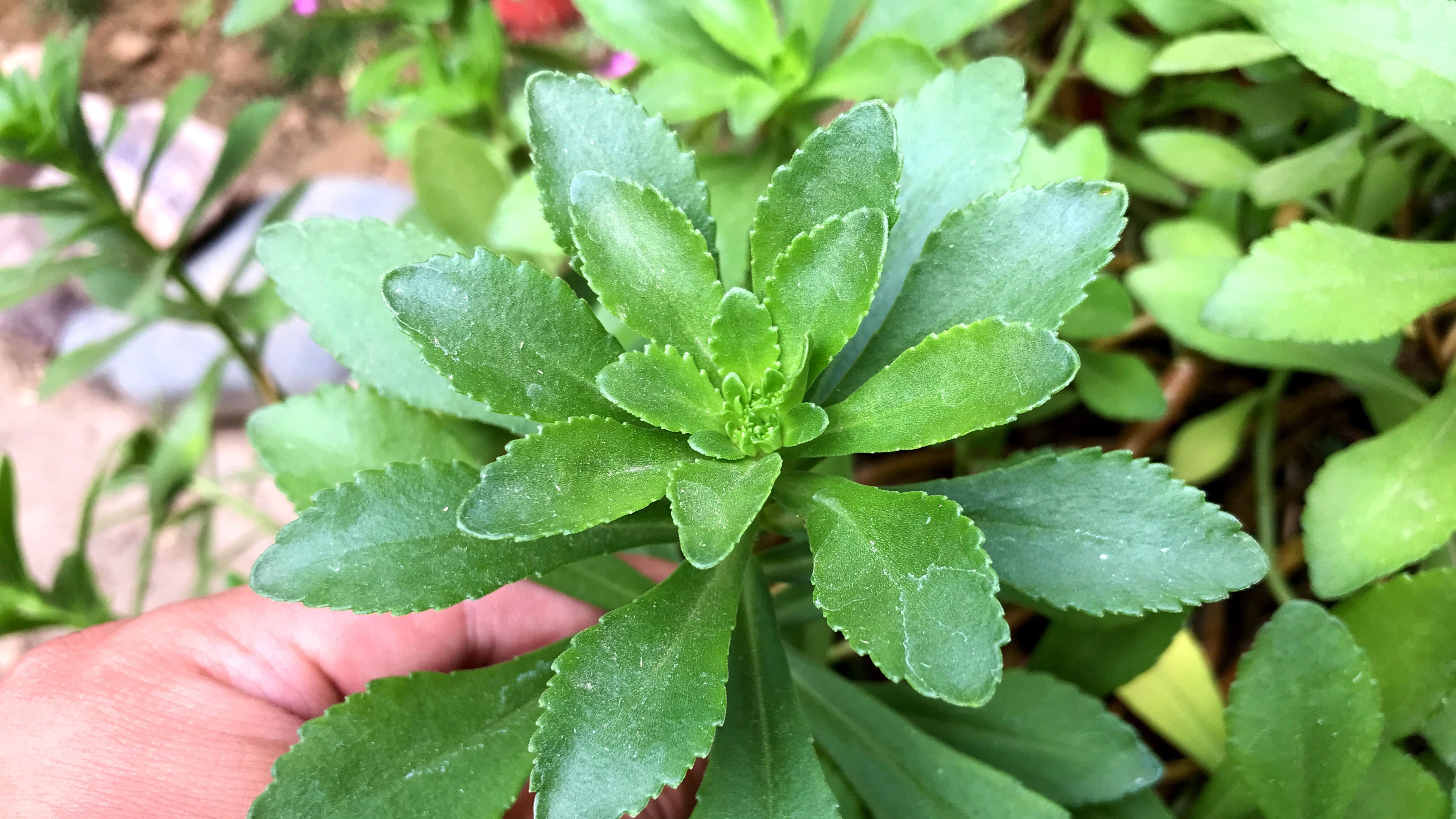 救心菜别名“养心菜”，常吃对人身体好，看看有啥价值？