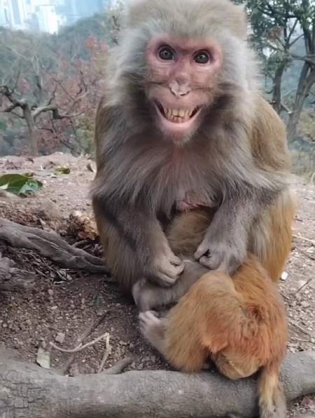 大宝吃奶,猴妈妈龇牙咧嘴的,保护着小猴子-度小视