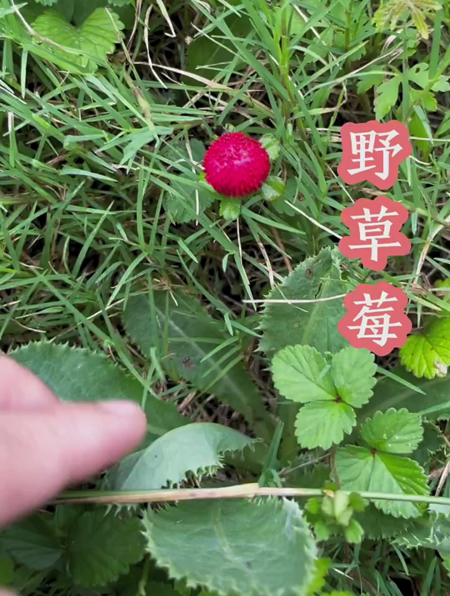 野草莓学名蛇莓