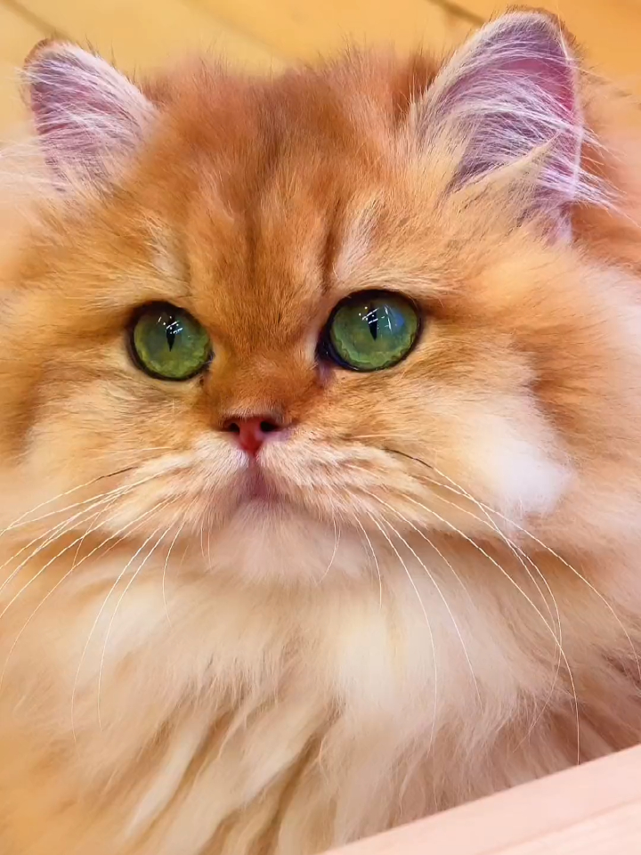 长毛金渐层你们看我的眼睛好看嘛