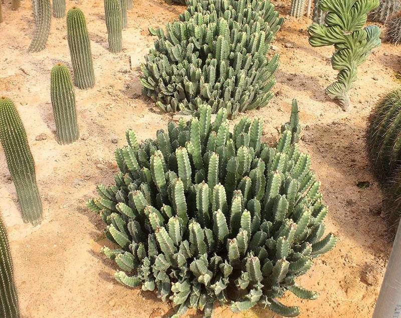 仙人球大量批发,品质保证