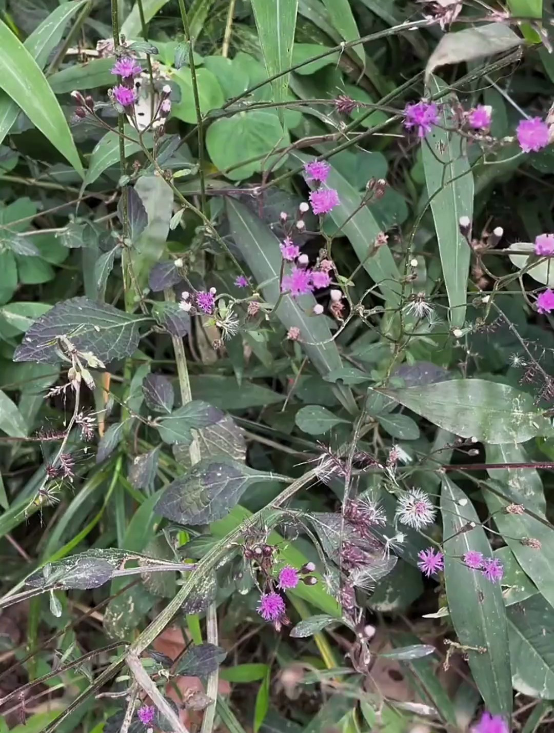它的花像一点红,但是它叫夜香牛,有些热容易认错