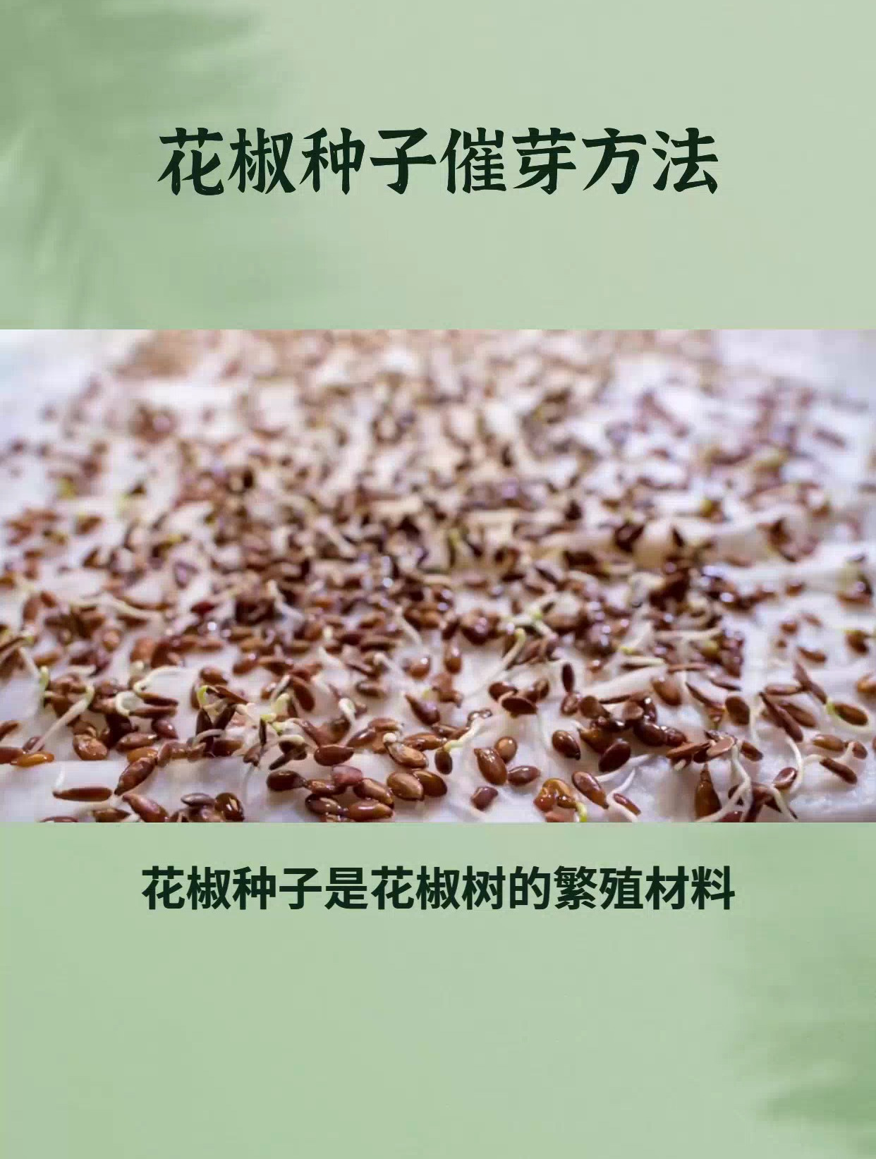 花椒种子催芽方法,轻松三步,种子快速发芽!