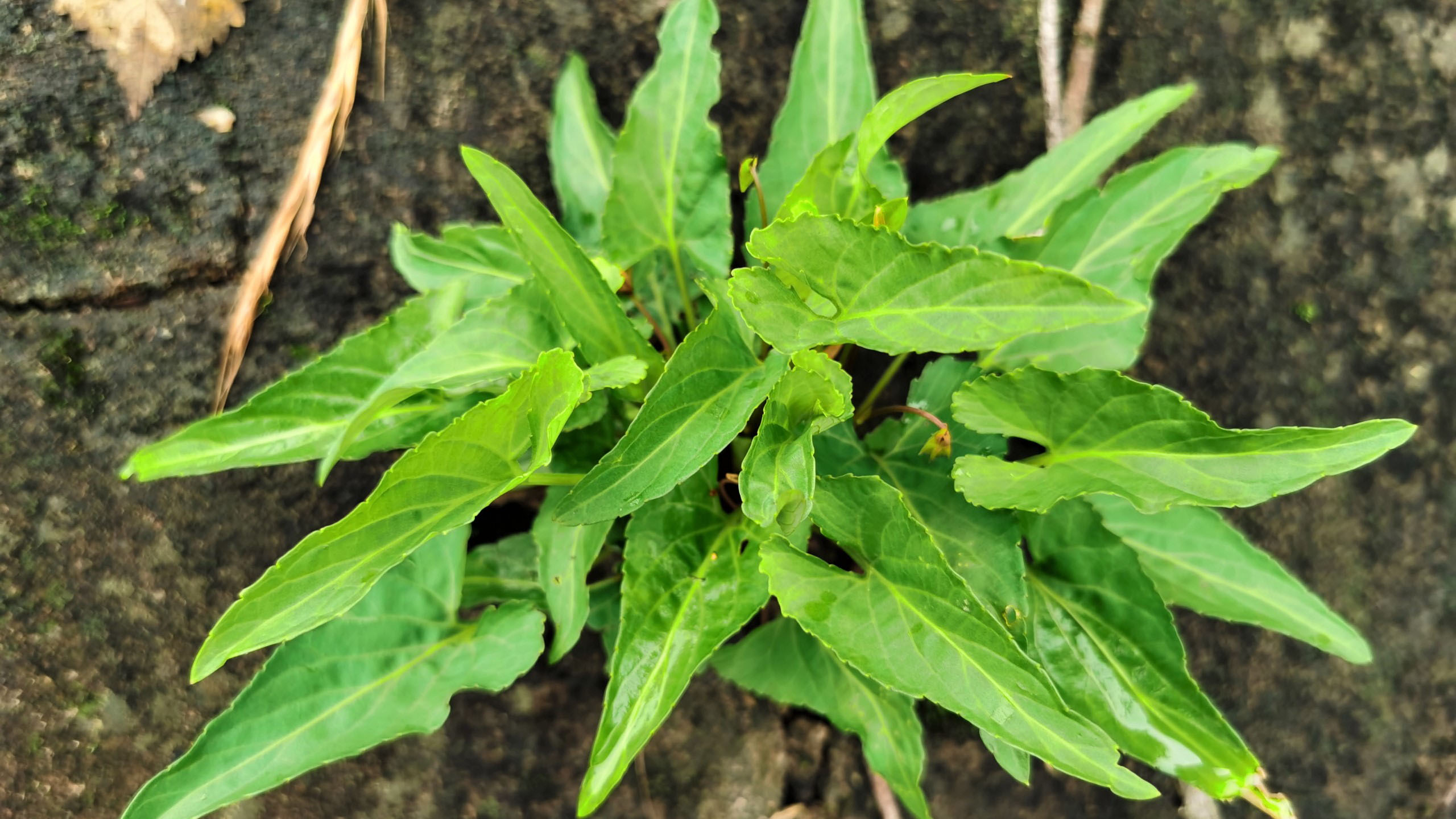 植物犁头草又叫“小鸡花”,了解的人用处多,农村常把它当成草