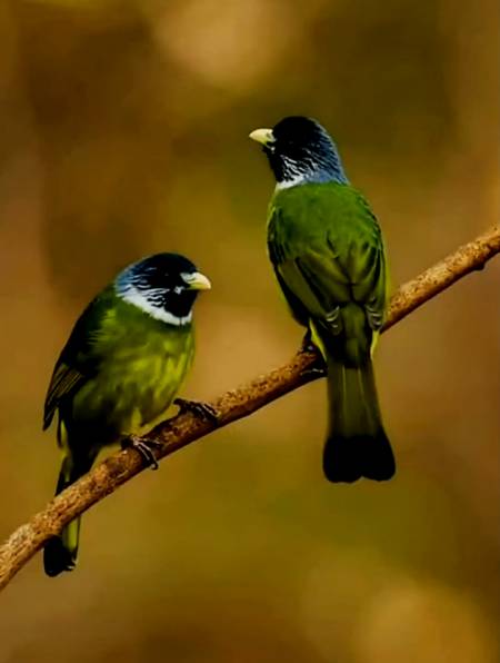 领雀嘴鹎叫声稀奇,你肯定听不出来!-度小视