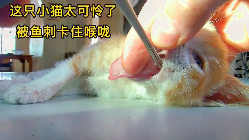 丁丁动物:猫咪吃鱼竟被鱼刺卡住喉咙,危及生命主人紧急救治