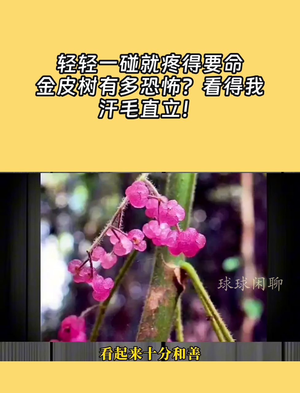 轻轻一碰就疼得要命,金皮树有多恐怖?看得我汗毛直立!