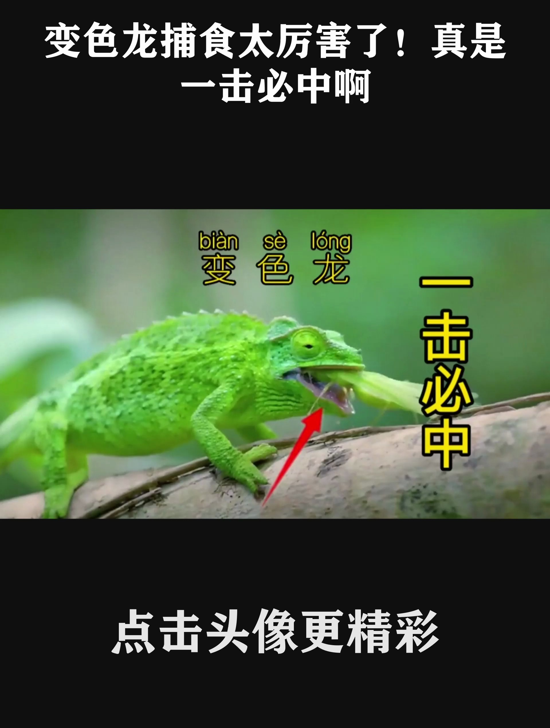 变色龙捕食太厉害了真是一击必中啊