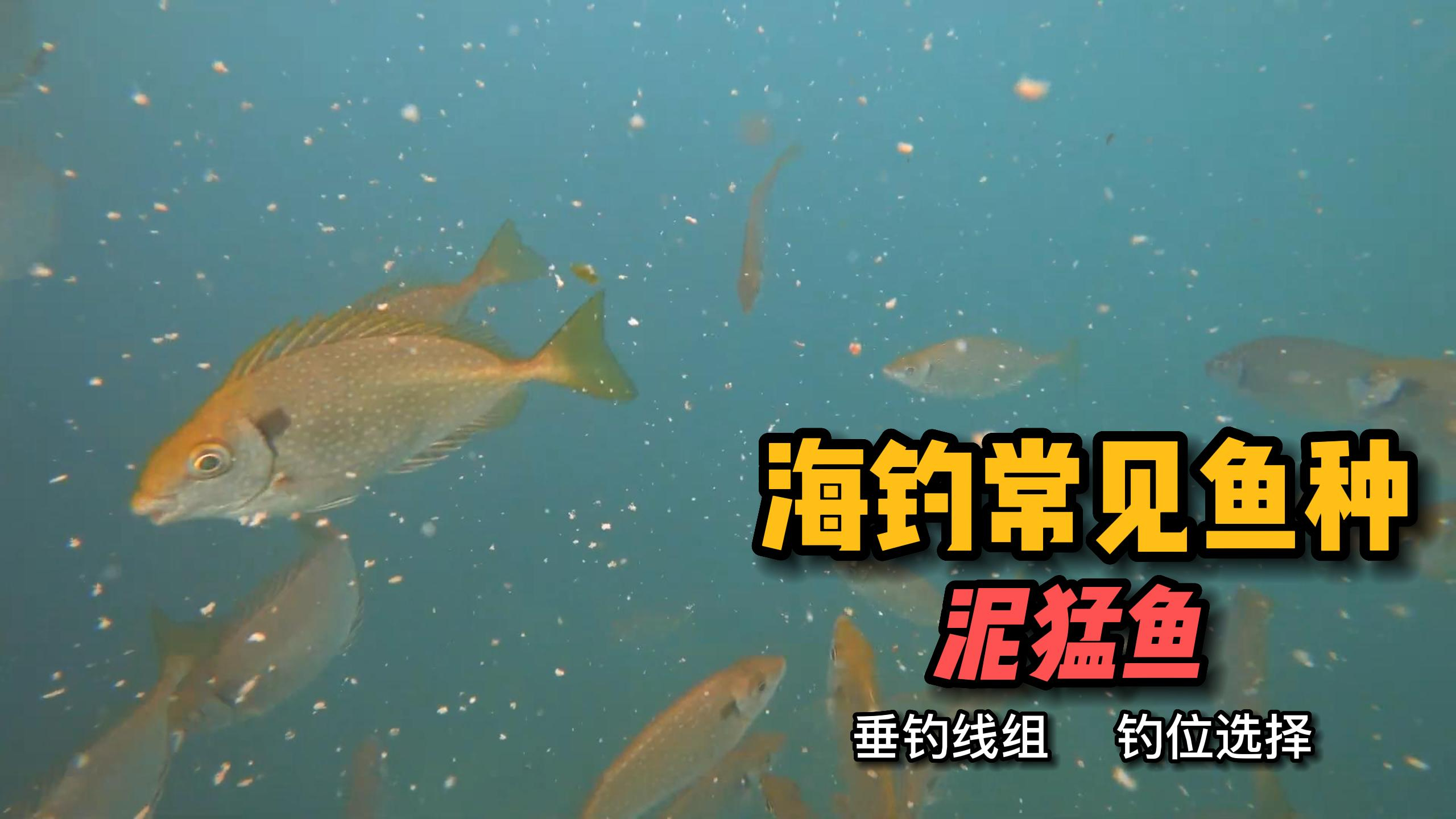 海钓常见鱼种 泥猛鱼 排钓臭肚时钓组的搭配和钓位选择