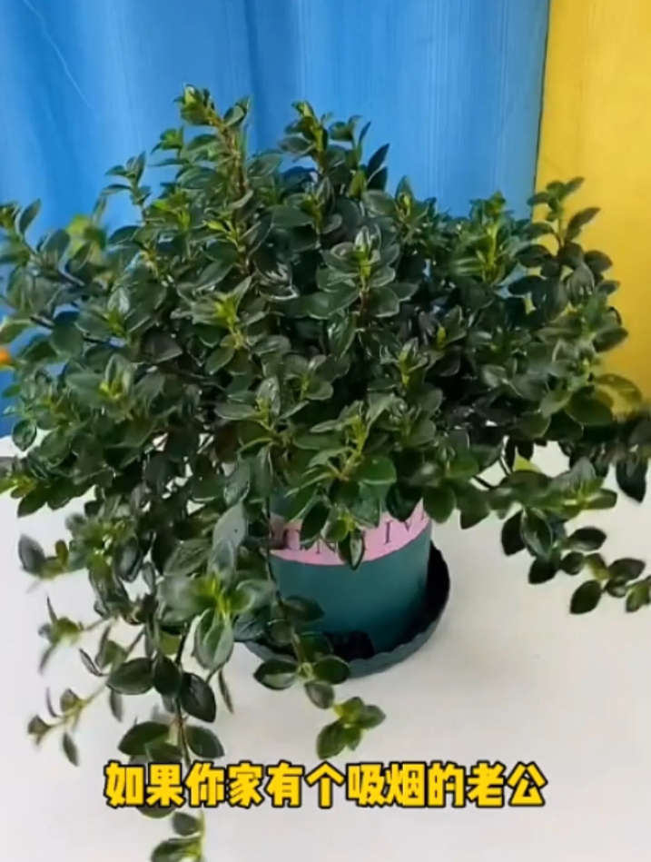 有种"鱼嘴花",开花就像小金鱼,可爱极了,还非常好养