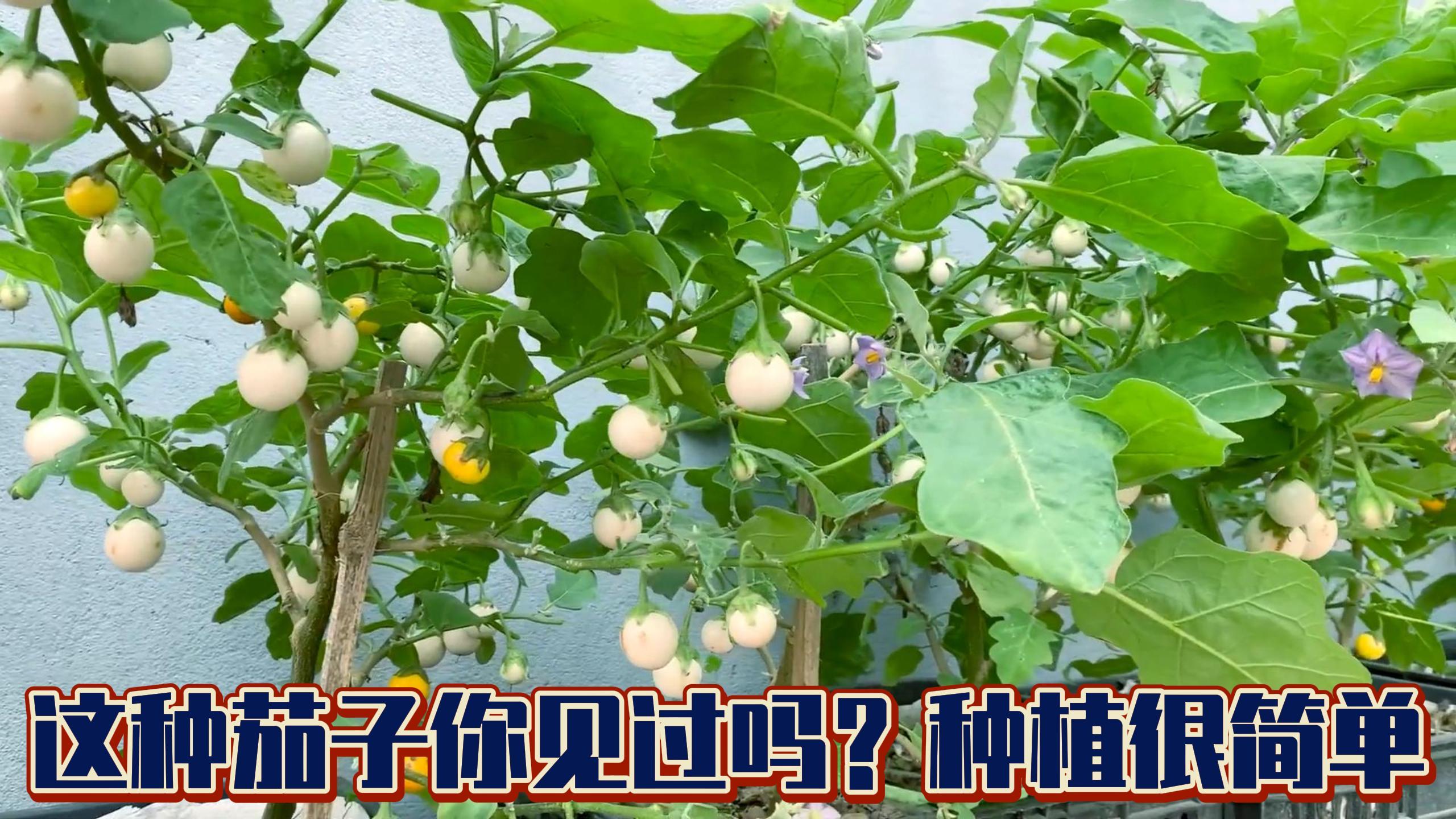 要想茄子产量高,这2个方法不能少,牢记农民伯伯的教导值得一试