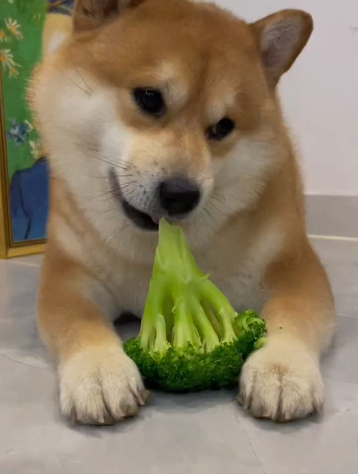 易胖体质的小狗太难了,这回又要开始吃西兰花减肥啦