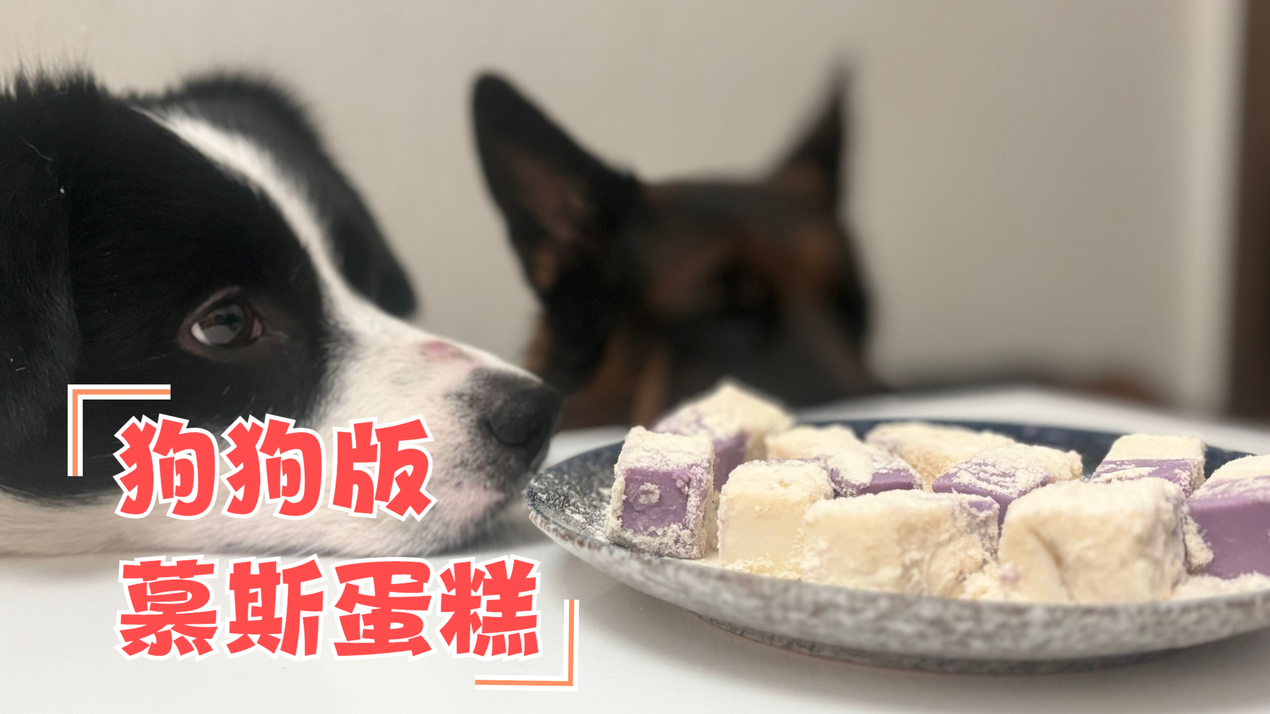 狗狗版慕斯蛋糕,有手就会,一吃一个不吱声|给狗狗做零食第五天