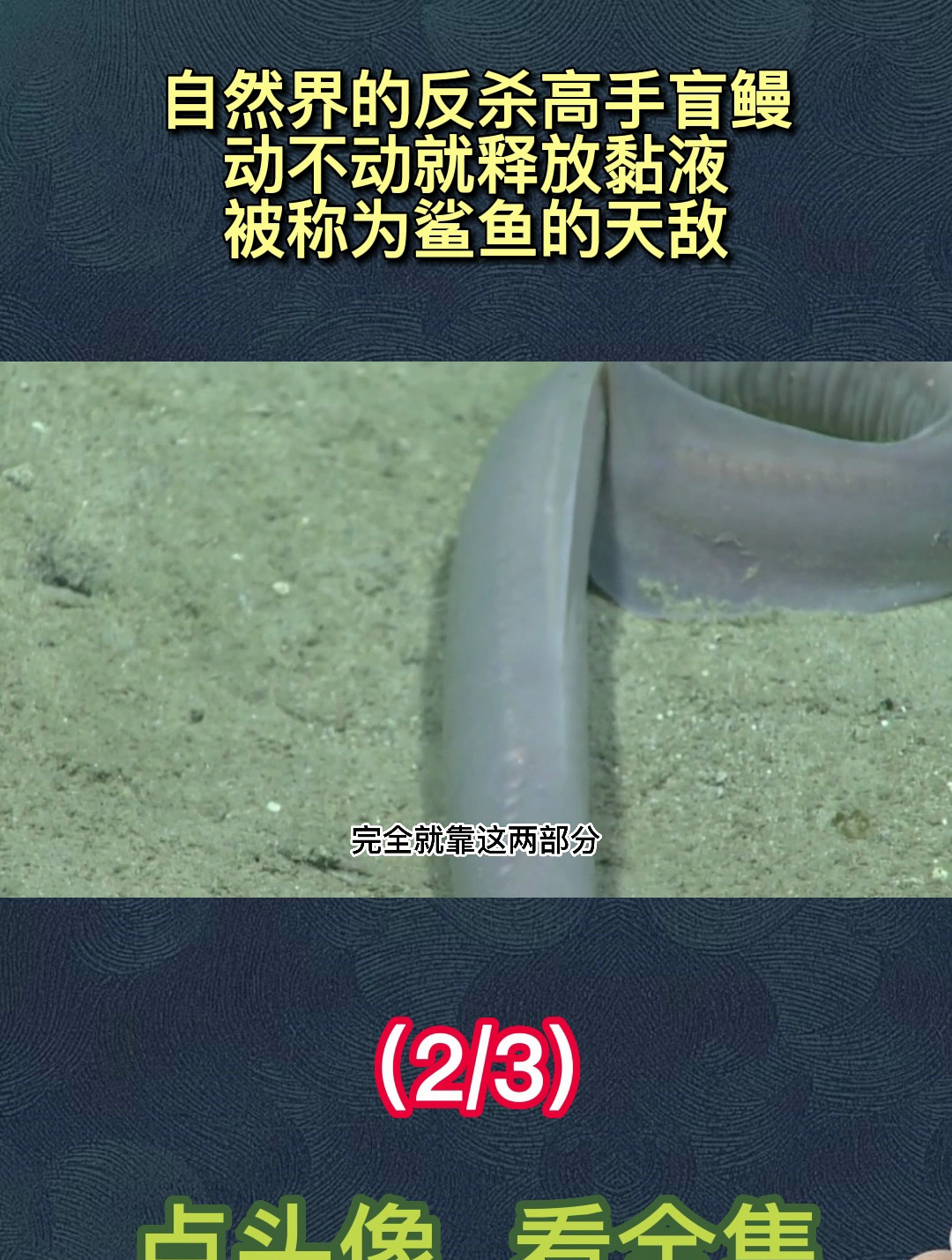 自然界的反杀高手盲鳗,动不动就释放黏液,被称为鲨鱼的天敌