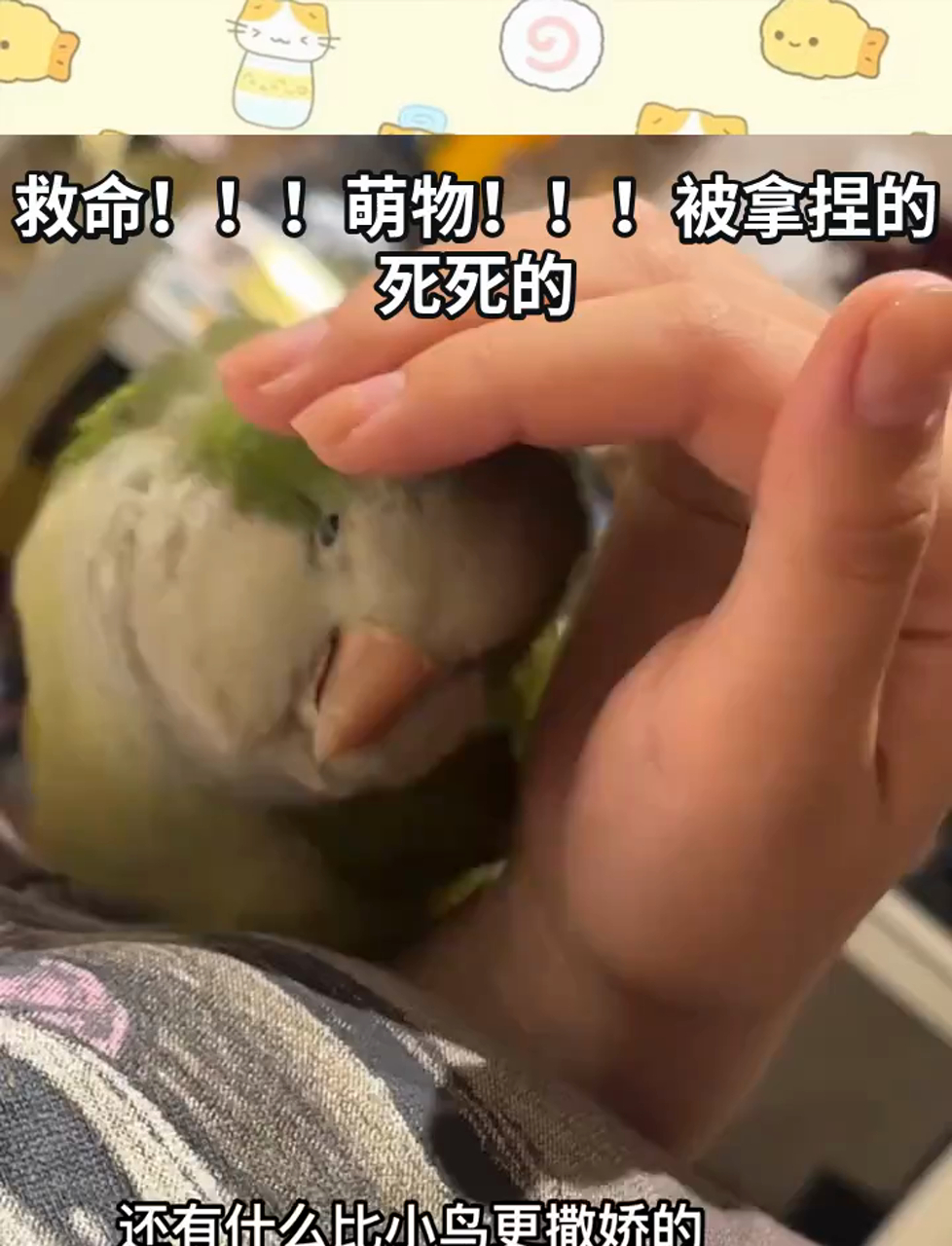 萌物!被拿捏的死死的