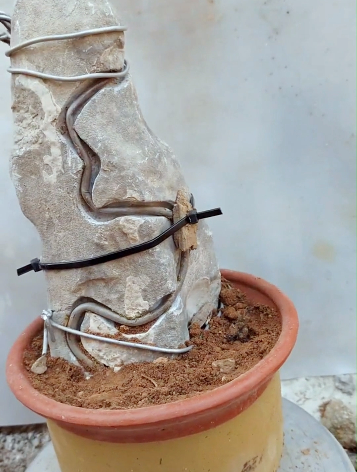 玩高端盆景还是得玩附石,附石盆景的做法你们都知道吗?