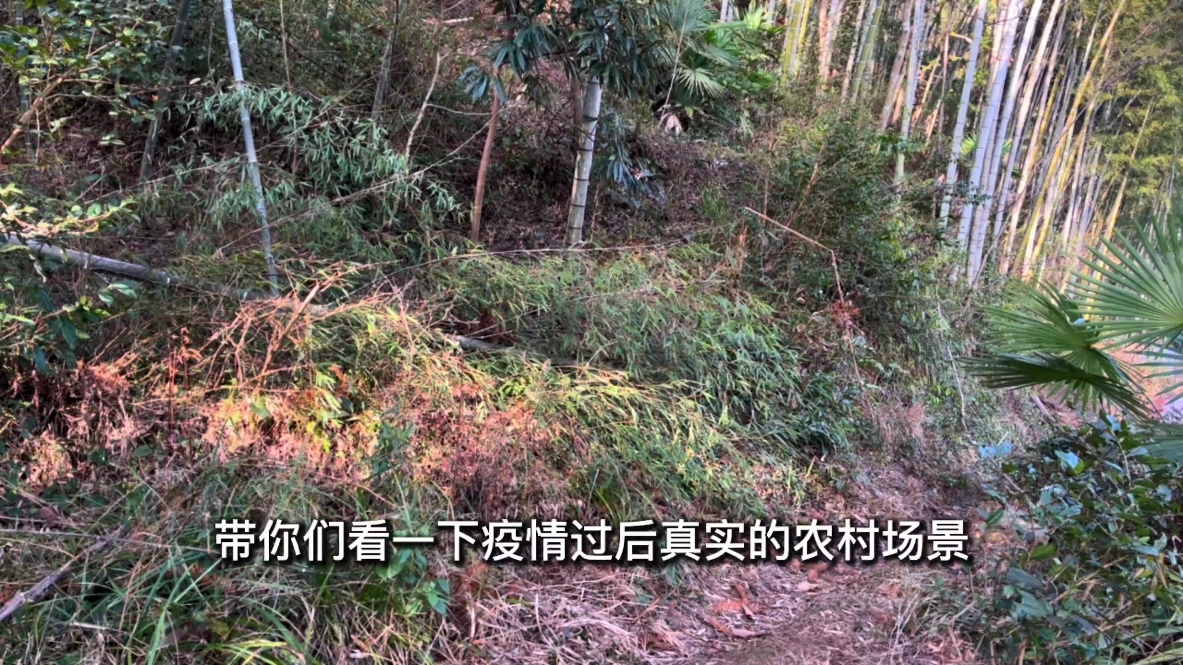 疫情过后的农村太安静了,没有人上山挖笋砍柴,菜园地也没人打理