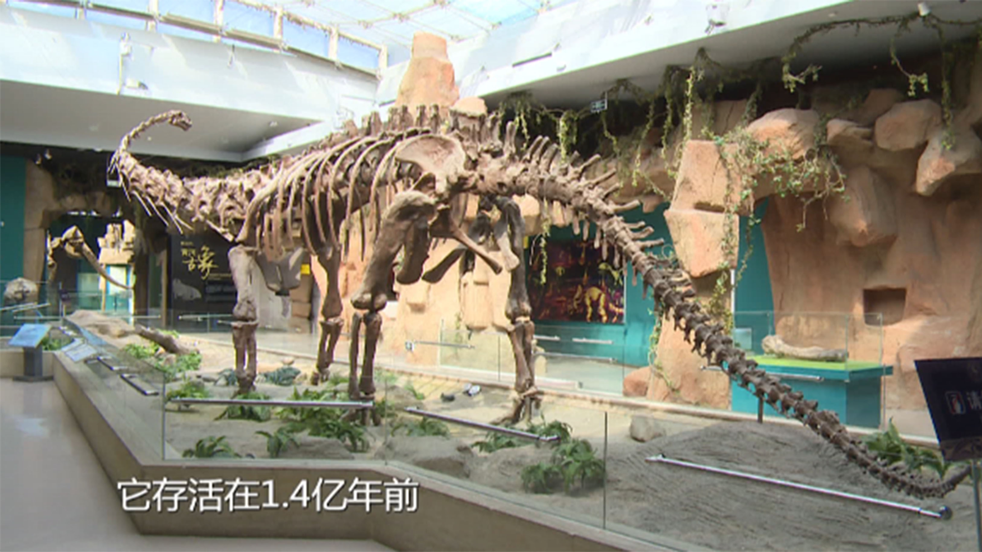 岁月遗留的瑰宝——存在于1亿多年前的古生物化石“马门溪龙”