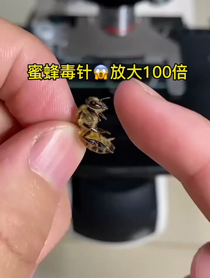 蜜蜂毒針放大100倍,看看是什麼樣的 科普