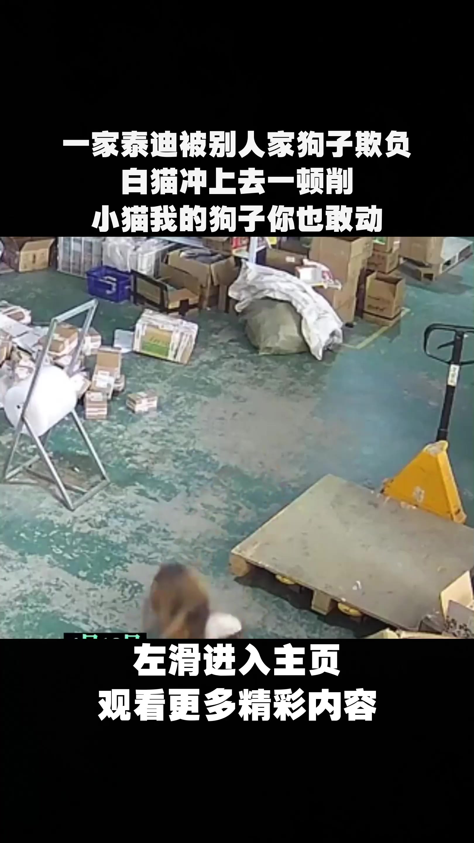 一家泰迪被别人家狗子欺负,白猫冲上去一顿削,小猫我的狗子你也敢动?