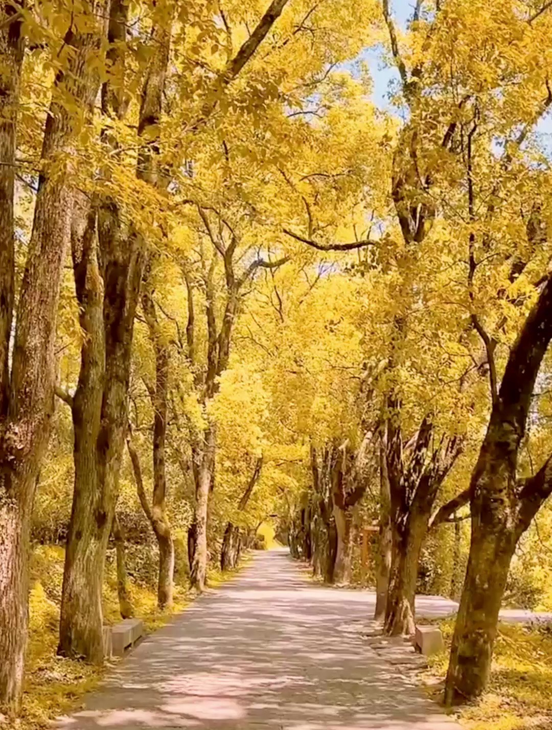 美景:没认真投入过的感情,自然很快就能释怀