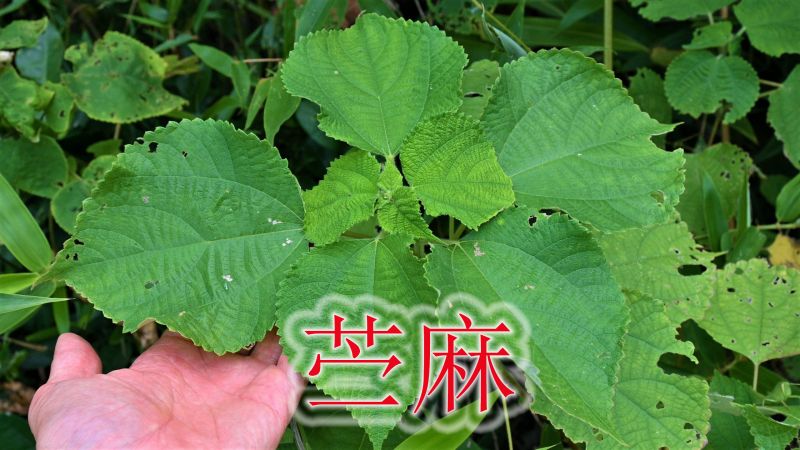 客家人的美食苎叶饭,来源农村随处可见的植物,耐饥渴还长力气,自然,植物,好看视频