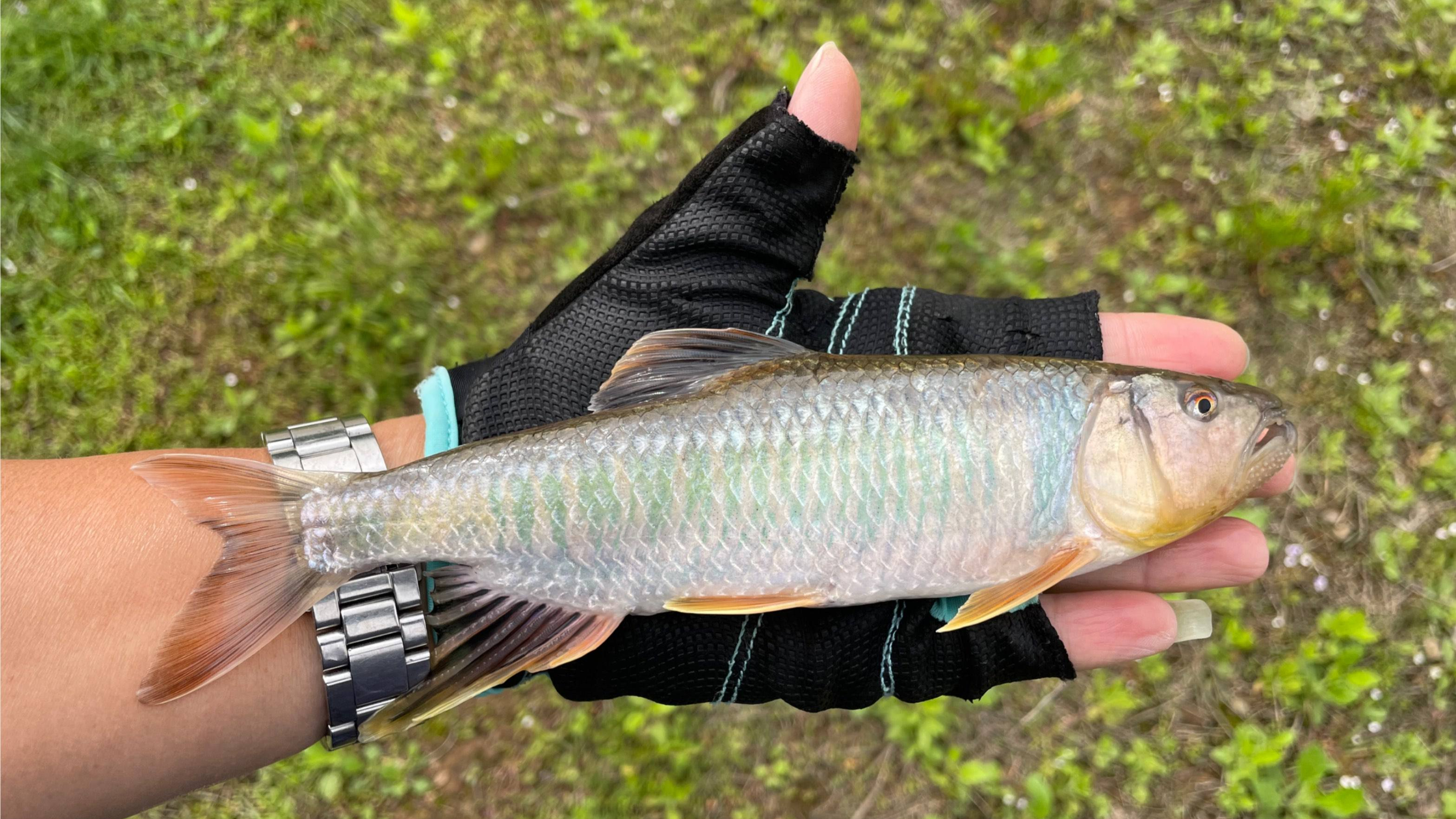 好钓又好吃的马口鱼,人称“鱼中极品”,如今很少见了,为什么?