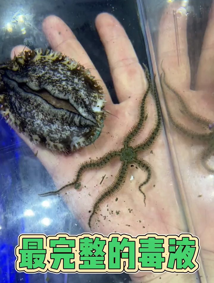 你们觉得这只海星有毒么