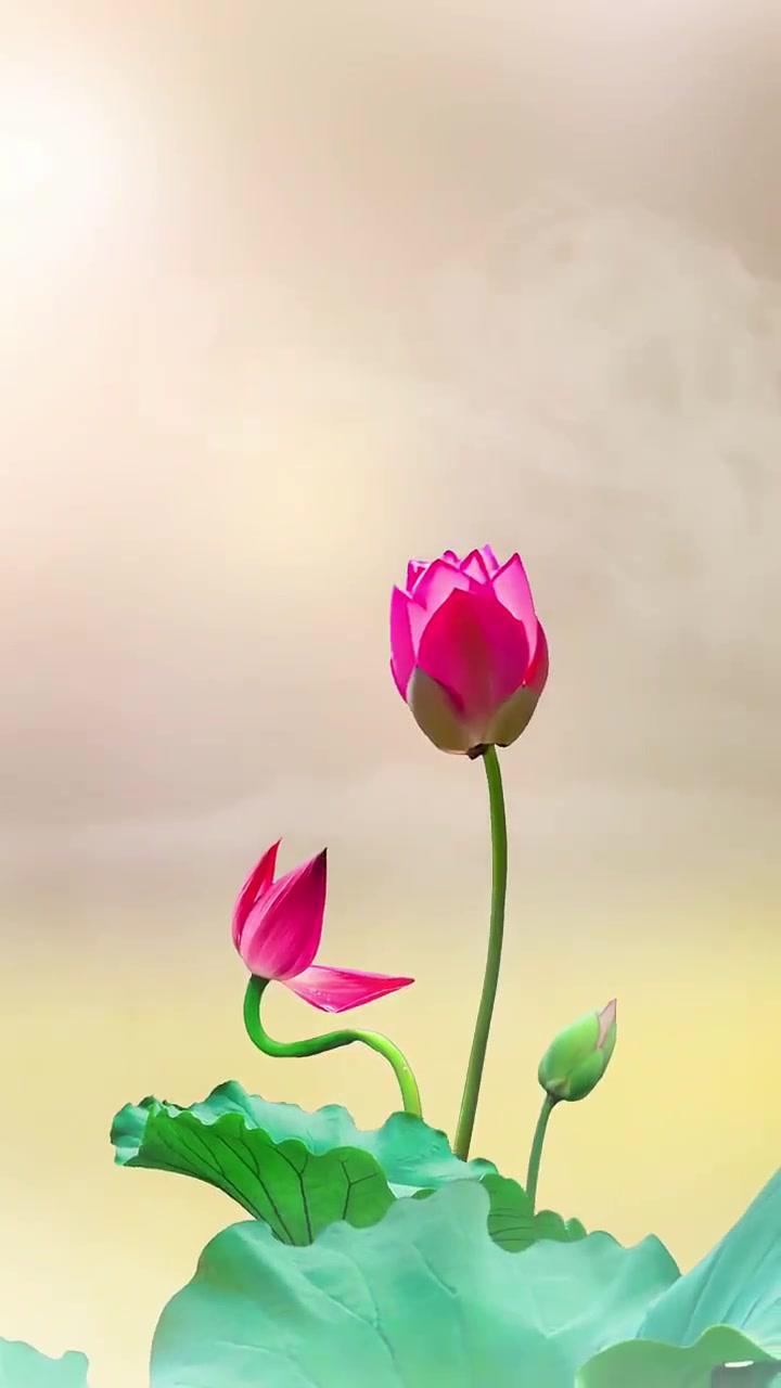 浅浅喜,静静爱,只愿岁月无恙,只言温暖不语悲伤……夏日荷花 心如莲花