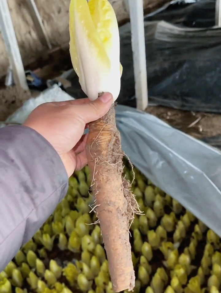 万物生长全靠阳光,就它偏喜欢黑暗,这个"娃娃菜"的魅力何在?-度小视