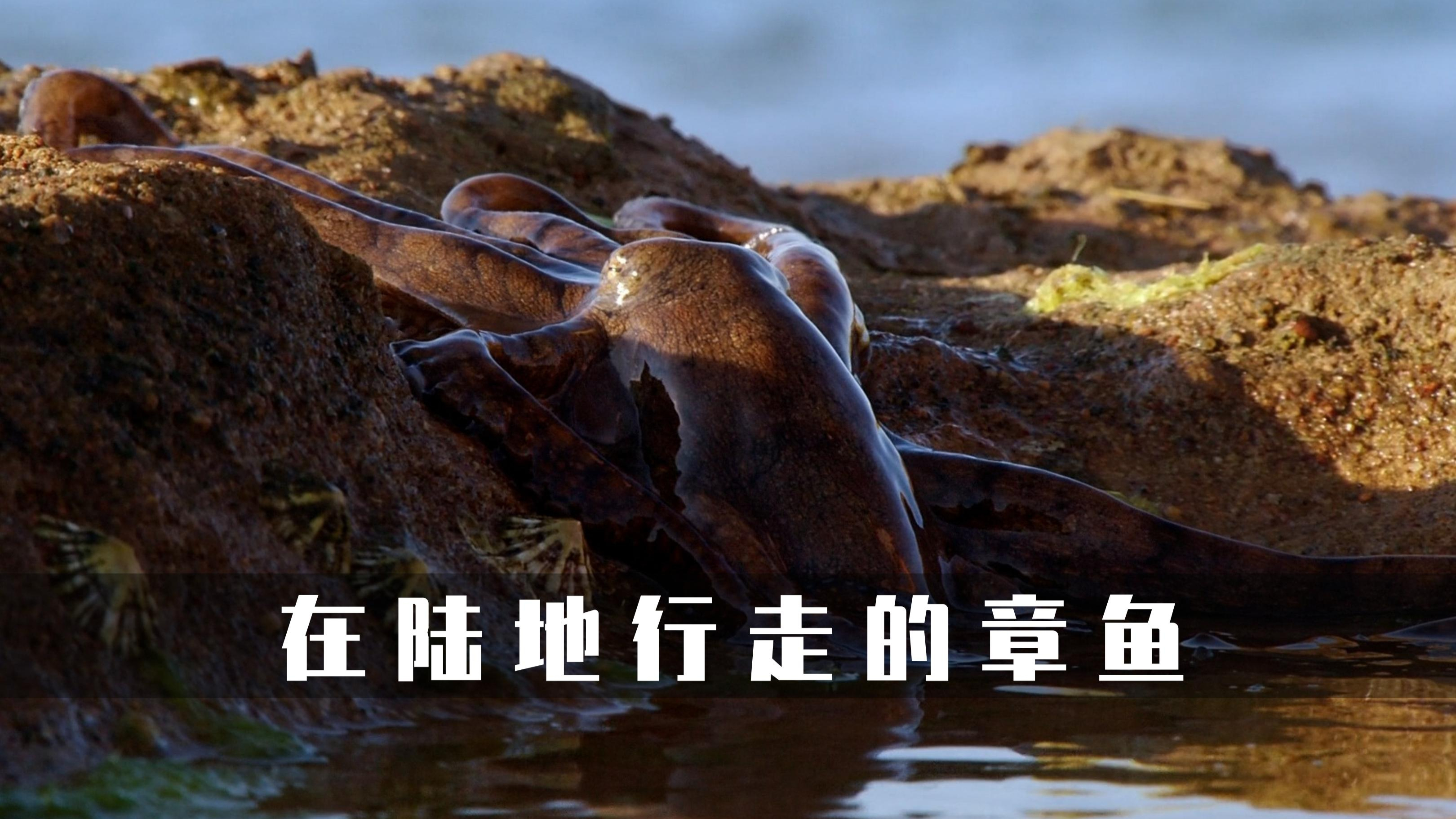 唯一能在陆地行进的章鱼,游走于个个水潭间,寻找最爱吃的螃蟹