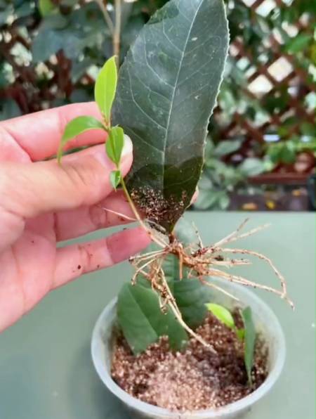 今天分享桂花树叶片最简单的扦插小技巧新手花友看完保存好哦