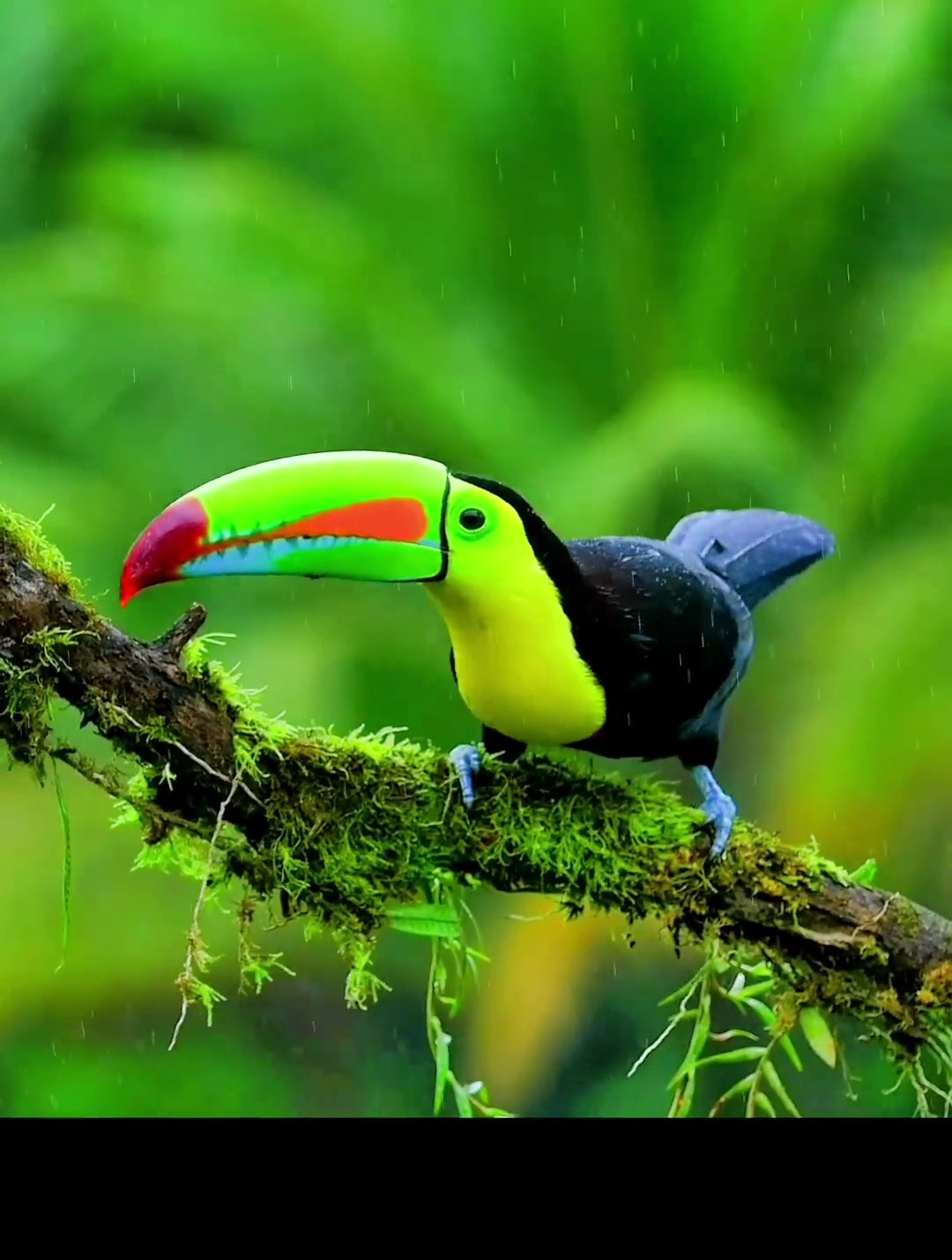 厚嘴巨嘴鸟-是形目巨嘴鸟科巨嘴鸟属的鸟类-度小视