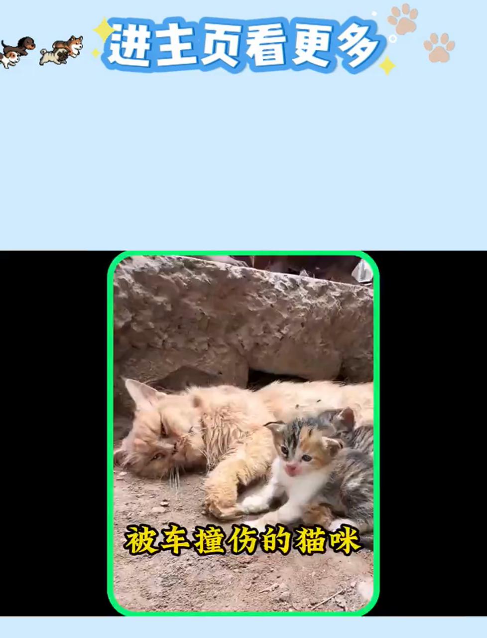 母猫车祸重伤,仍坚强哺乳幼崽