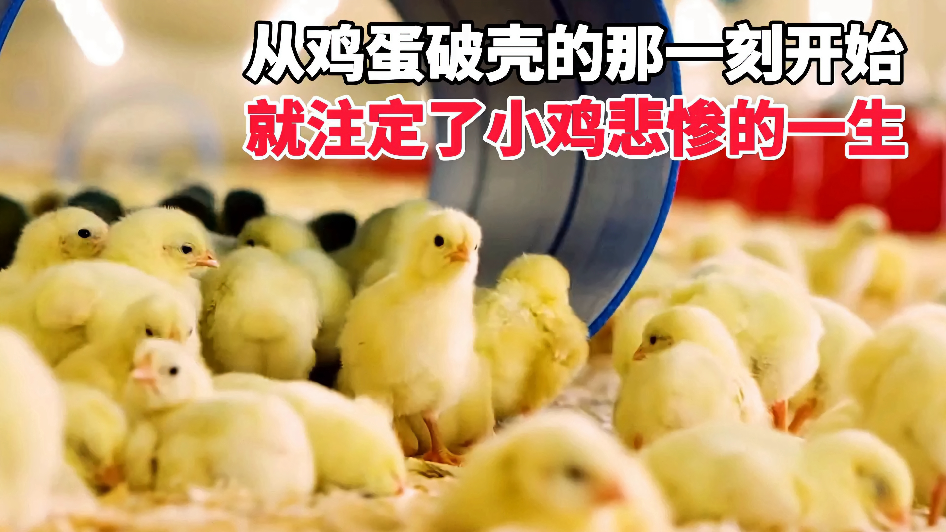 速成鸡原来是这样养殖的,从出生30克到出栏5斤重,它经历了什么