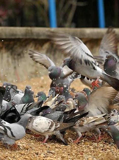 农村小妹发明"自动收鸽绳"火了,鸡鸭鹅根本吃不完,想吃啥抓啥