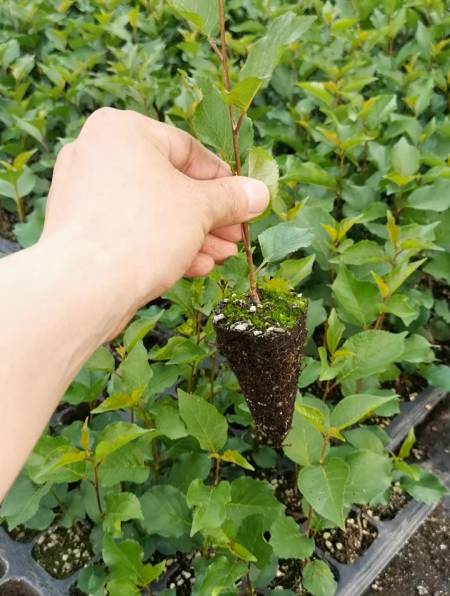 组培吉塞拉12号砧木苗 嫁接好成活 亲和力好 早丰产-度小视