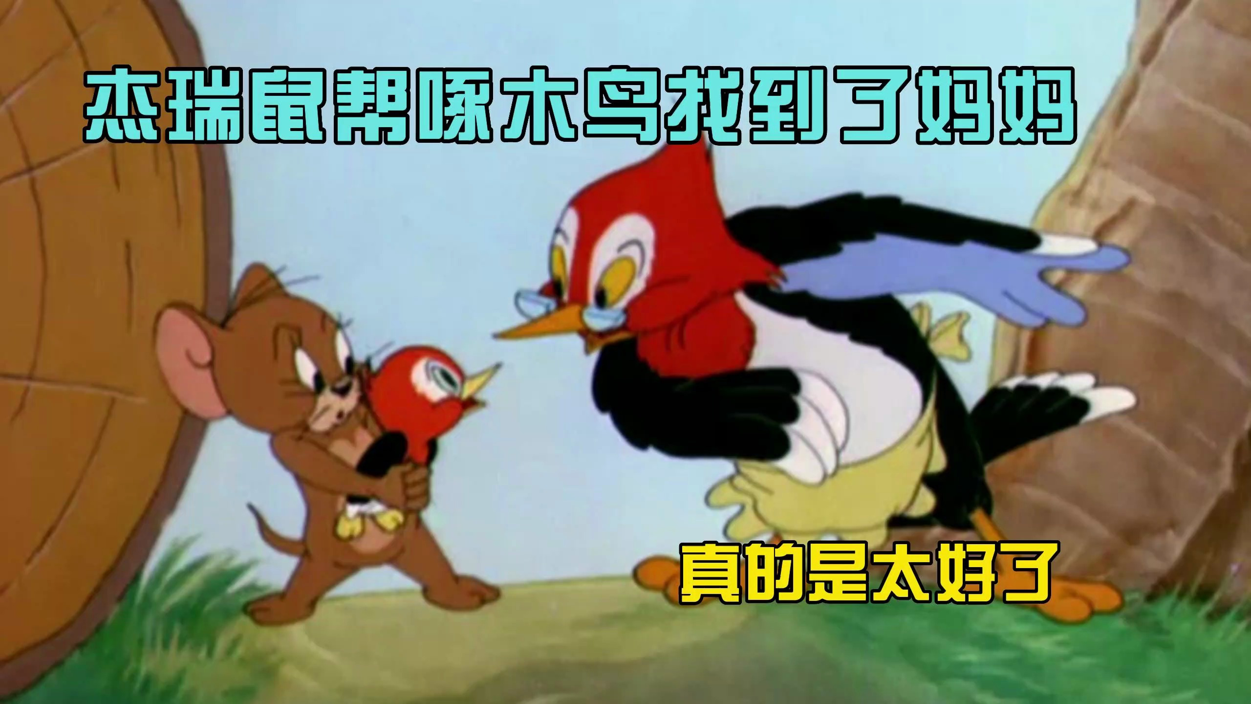 猫和老鼠:杰瑞鼠帮啄木鸟找到了妈妈,真的是太好啦