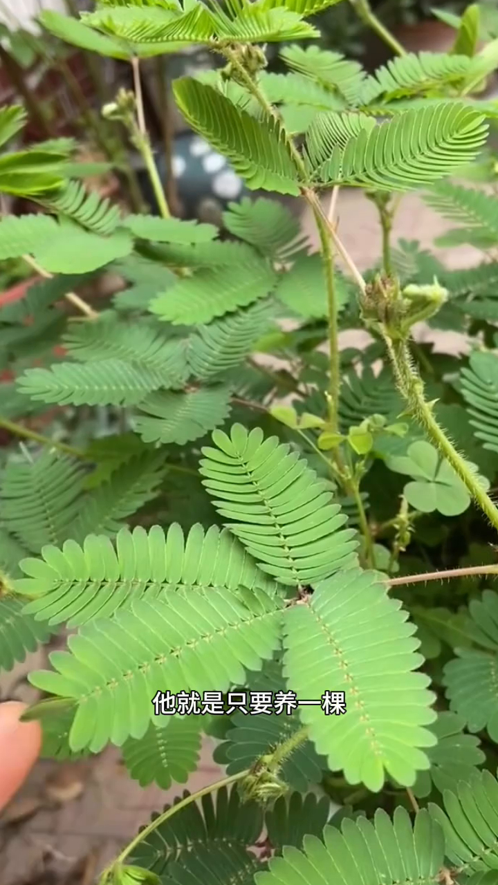 16岁自己揉豆豆可以吗为什么为什么在线 16岁自己揉豆豆可以吗为什么为什么在线